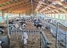 L’aire paillée et la circulation libre ont été choisies pour le bien-être des vaches.