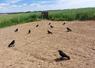 La régulation des corvidés est possible du 1er avril au 31 juillet, avec une autorisation administrative
