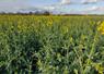 Comprendre le phénomène de floraison lente et peu dynamique du colza.