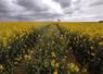 La floraison s'est installée lentement jusqu'au 5 avril, avec parfois des stades hétérogènes.