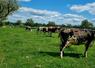 310 fermes normandes engagées et suivies dans la transition climatique, telle est l'ambition du projet Scope bas-carbone Normandie polyculture-élevage porté par l'Idele et ses partenaires.