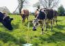Le stock d'herbe est limité mais la qualité de l'herbe reste très bonne.