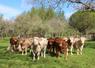 « Notre organisation de producteurs continue son engagement aux côtés des éleveurs afin de défendre leurs revenus, accompagner leurs projets et maintenir une dynamique collective au service de la filière », a souligné Franck Lainé, président d'Elvea Normandie.