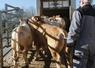 Chargement d'un lot de broutards charolais pour l'engraissement.