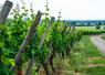 Un patrimoine vinicole exceptionnel !