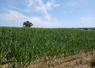 Maïs ensilage souffrant de la sécheresse dans le Sud-Manche.