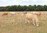 Troupeau de vaches allaitantes race blonde d'Aquitaine dans une pature impactée par la sécheresse.