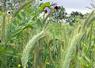 Au printemps prochain, le méteil implanté cet automne pourra être récolté en ensilage au mois de mai et ainsi reconstituer une partie des stocks qui fait aujourd'hui défaut.