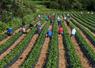L'emploi agricole a reculé de 1,3 % en France en 2024 pour s'établir à 654 460 équivalents temps plein (ETP).
