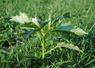 Le datura est particulièrement toxique et persiste dans le fourrage conservé.