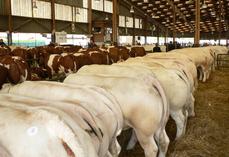 Archive du Festival de la viande sur le foirail de la ville de Forges-les-Eaux.