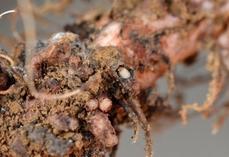 Les larves de sitones détruisent les nodosités.