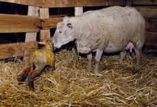 Dans la grande majorité des cas, la brebis met bas toute seule.