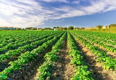 Pour l'heure, les "signaux ne sont pas suffisamment robustes pour engager des surfaces", dixit le président de l'UNPT.