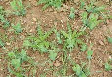 Adventices dans des pois protéagineux.