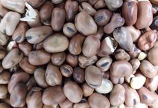 La féverole est plus ou moins bien consommée selon les lots d'agneaux.