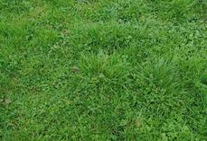 Prairie permanente sur le site de Foucart.