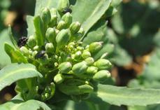 Le méligèthe est un petit coléoptère de 1,5 à 2,5 mm, son corps de forme aplatie est noir brillant avec des reflets métalliques parfois verts. Ses antennes et ses pattes sont noires ; ses antennes sont en forme de massue.