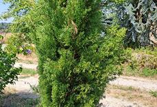 L'if à baies n'est toxique que lorsqu'il a été coupé.