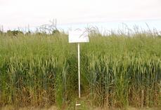 Infestation de ray-grass au champ.