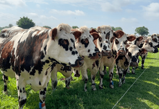 La plus importante des clés pour garantir la meilleure immunité d'un élevage reste l'œil de l'éleveur.