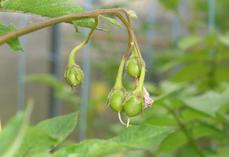 Le Comité Nord-Sipre réalise près de 2 000 croisements tous les ans pour la production de graines semées en serre. Première étape du schéma de sélection qui va durer dix ans avant l'inscription au catalogue.