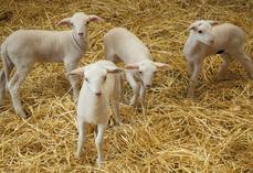 En 2024, 3,045 millions d'agneaux ont été abattus en France, mais la production nationale ne couvre que 41 % de la consommation.