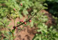 Larves de doryphores sur pomme de terre.