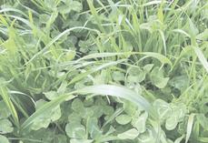 Les prairies temporaires riches en légumineuses peuvent attendre sans perdre en valeur alimentaire.