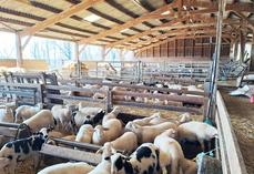 Le bardage n'est pas indispensable, lorsque les animaux logés sont des adultes ou des agneaux sevrés.