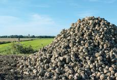 Malgré un contexte de marché dégradé, Cristal Union a assuré à ses adhérents une rémunération moyenne de 35 €/t pour les betteraves contractées pour la récolte 2025.