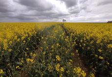 La floraison s'est installée lentement jusqu'au 5 avril, avec parfois des stades hétérogènes.