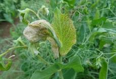 Exemple de symptômes d'une virose sur pois.