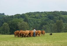 Pour nombre d'éleveurs, le chien est devenu indispensable. Gain de temps, travail sécurisé, diminution de la pénibilité, ou encore réduction du stress des animaux sont autant d'atouts à prendre en considération... à condition de bien se former et de former son chien au troupeau.