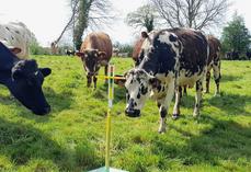 Le stock d'herbe est limité mais la qualité de l'herbe reste très bonne.