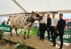 Prix de la meilleure bouchère (challenge Grosdoit) : Sunshine, de la SCEA Hébert Frère et Sœurs.