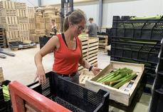 Les tiges sont expédiées aussitôt récoltées pour un produit livré très frais.