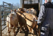 Chargement d'un lot de broutards charolais pour l'engraissement.
