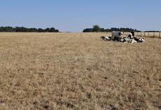 Au 20 juillet, les prairies sont fortement touchées par la sécheresse. Les éleveurs s'inquiètent pour les fourrages à venir.