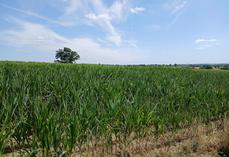 Maïs ensilage souffrant de la sécheresse dans le Sud-Manche.