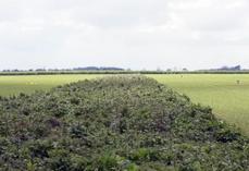 À la recherche d'économies, des producteurs s'interrogent sur l'intérêt de mettre une partie plus ou moins importante de leur surface en jachère. Cette stratégie permet effectivement de réduire les charges d'approvisionnement mais permet-elle d'améliorer la rentabilité de l'atelier grandes cultures ? 