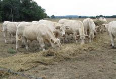 La sécheresse met sous tension de nombreuses exploitations biologiques.