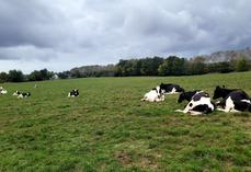 Une offre mondiale de lait toujours soutenue, mais une production française mise à l'épreuve par les aléas climatiques.