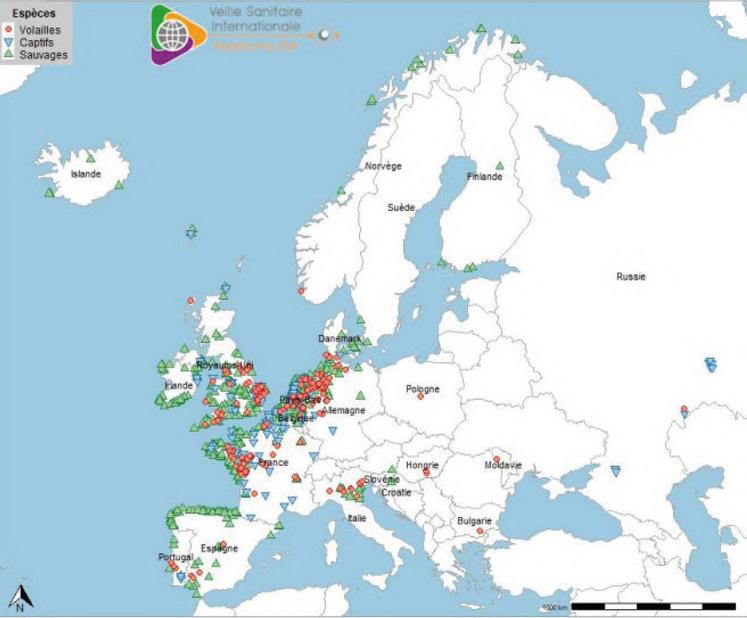 Localisation des cas ou foyers en avifaune sauvage, chez les oiseaux captifs et chez les volailles d’IAHP H5 en Europe ayant débuté depuis le début de la saison, soit le 1er août 2022 (source : Commission européenne ADIS le 7 novembre 2022, WAHIS-OMSA le 4 novembre 2022).