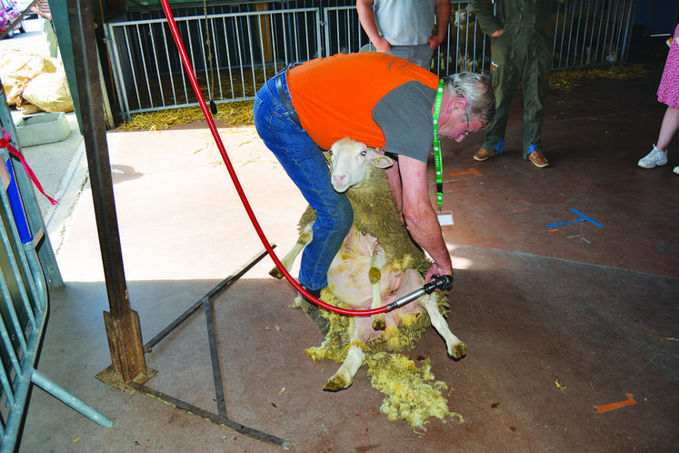 Démonstration sur site de tontes de moutons.