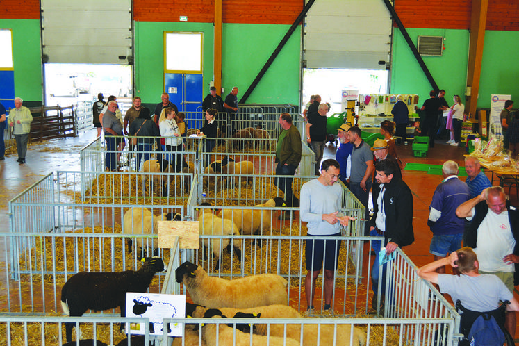 Expo-vente de reproducteurs de différentes races sous la halle de la Boutonnière.