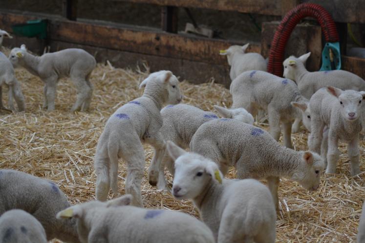 Les agneaux en profitent pour jouer dans l’enclos pendant que leurs mères sont à l’auge pour se nourrir de l’enrubannage d’herbe récoltée au printemps