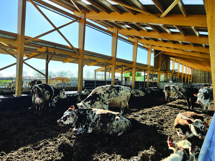 Vaches laitières sur une litière de plaquette bocagère