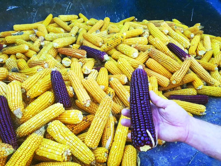 Récolte du maïs population en octobre 2022. La diversité génétique du maïs s’observe sur plusieurs critères, comme  la couleur des épis. 