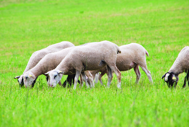 L’agnelle de renouvellement présente des particularités qui influencent directement son taux de fertilité.